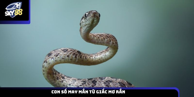 Con số may mắn từ giấc mơ rắn