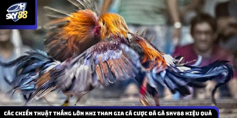 Các chiến lược thực tế giúp nâng cao khả năng chiến thắng khi tham gia đá gà 