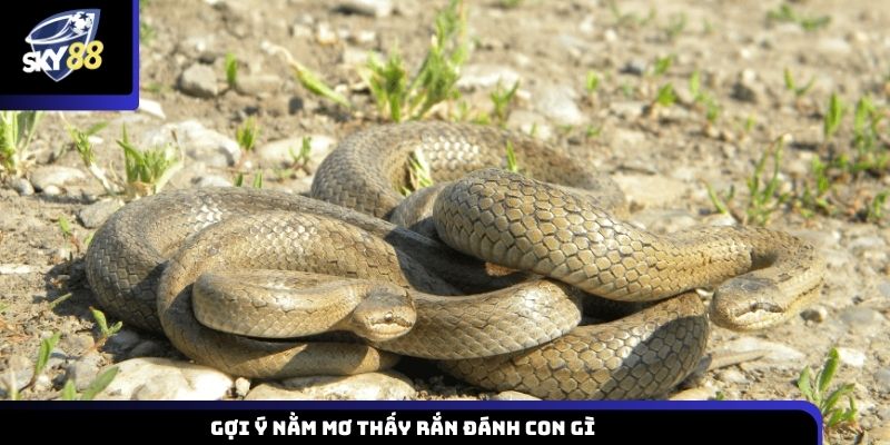 Gợi ý nằm mơ thấy rắn đánh con gì