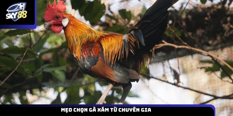 Mẹo chọn gà xám từ chuyên gia