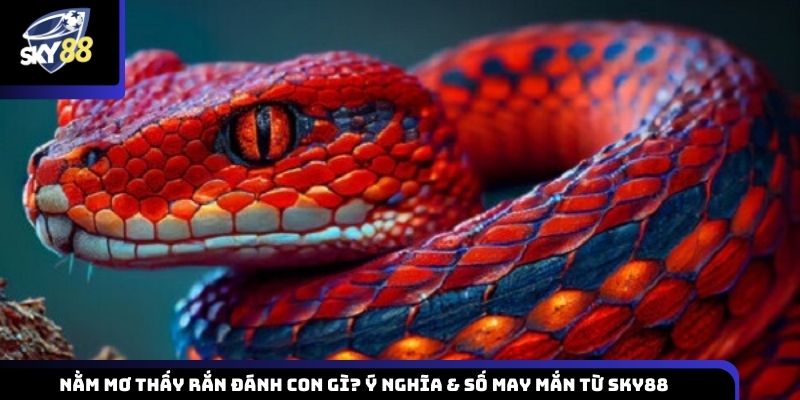 Nằm mơ thấy rắn đánh con gì