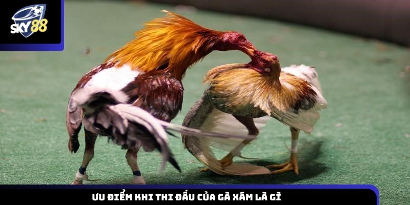 Ưu điểm khi thi đấu của gà xám là gì
