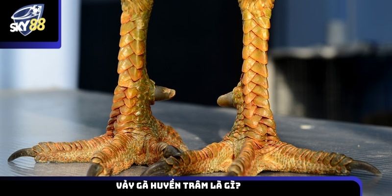 Vảy gà huyền trâm là gì?