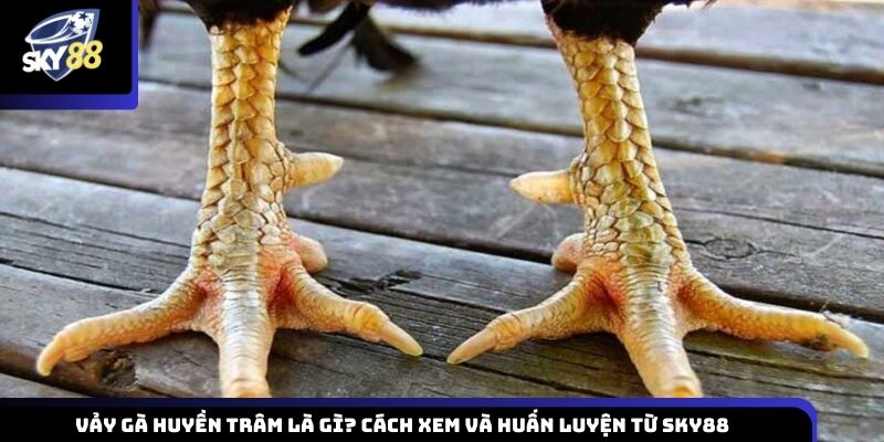 vảy gà huyền trâm